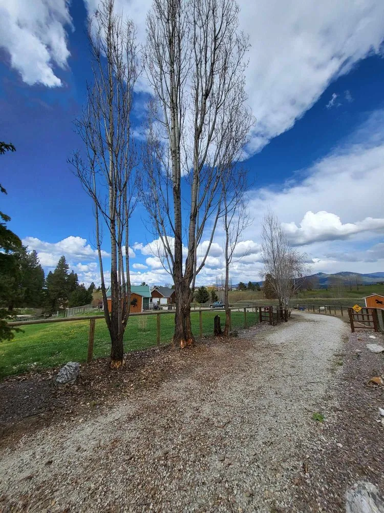 Professional yard maintenance in Corvallis, MT - Black Widow