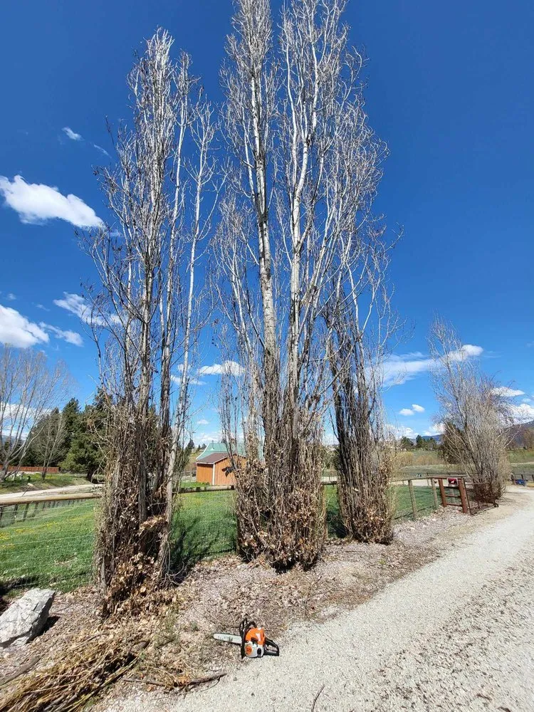 Expert yard maintenance in Corvallis, MT by Black Widow