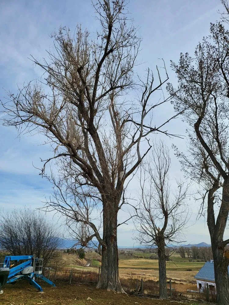 Expert landscaping services for residential properties across Corvallis, MT - Black Widow