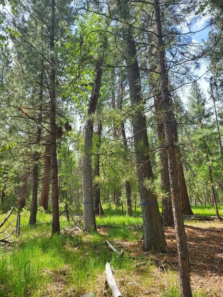 Expert landscaping services in Corvallis, MT by Black Widow