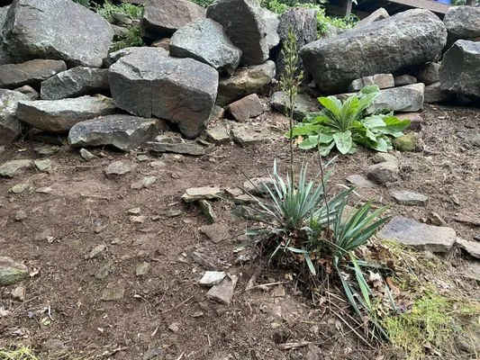 Blackbird Tree Services