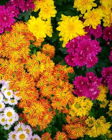 Local outdoor landscaping experts serving Clarksburg, MD - Black&Body Landscaping Demolition & Remodelling