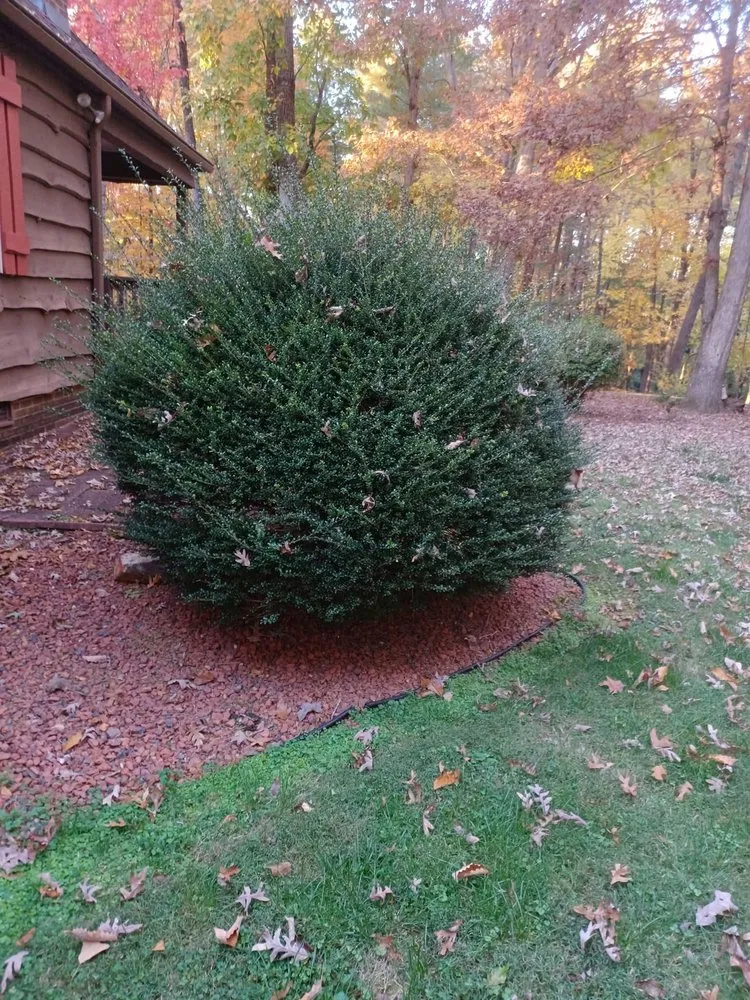 Local residential landscaping for residential properties across Elkin, NC - Blackburn Outdoors