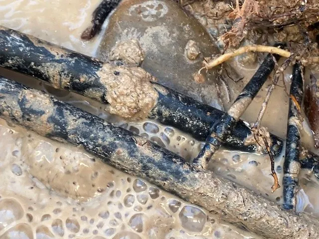 Local outdoor landscaping experts serving Henderson, NV - Blackburn's Landscaping And Lawn Services