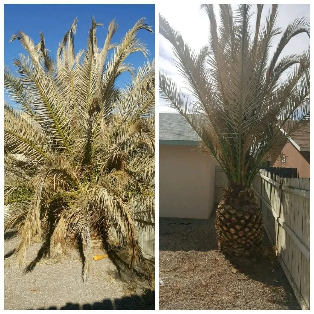 Affordable outdoor landscaping for homes in La Luz, NM by Blackforest Landscaping