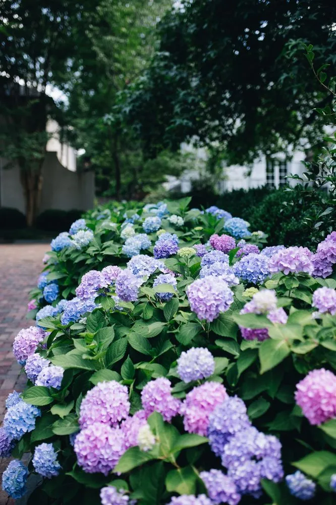 Professional lawn mowing service for homes in Birmingham, AL by Blackjack Horticulture