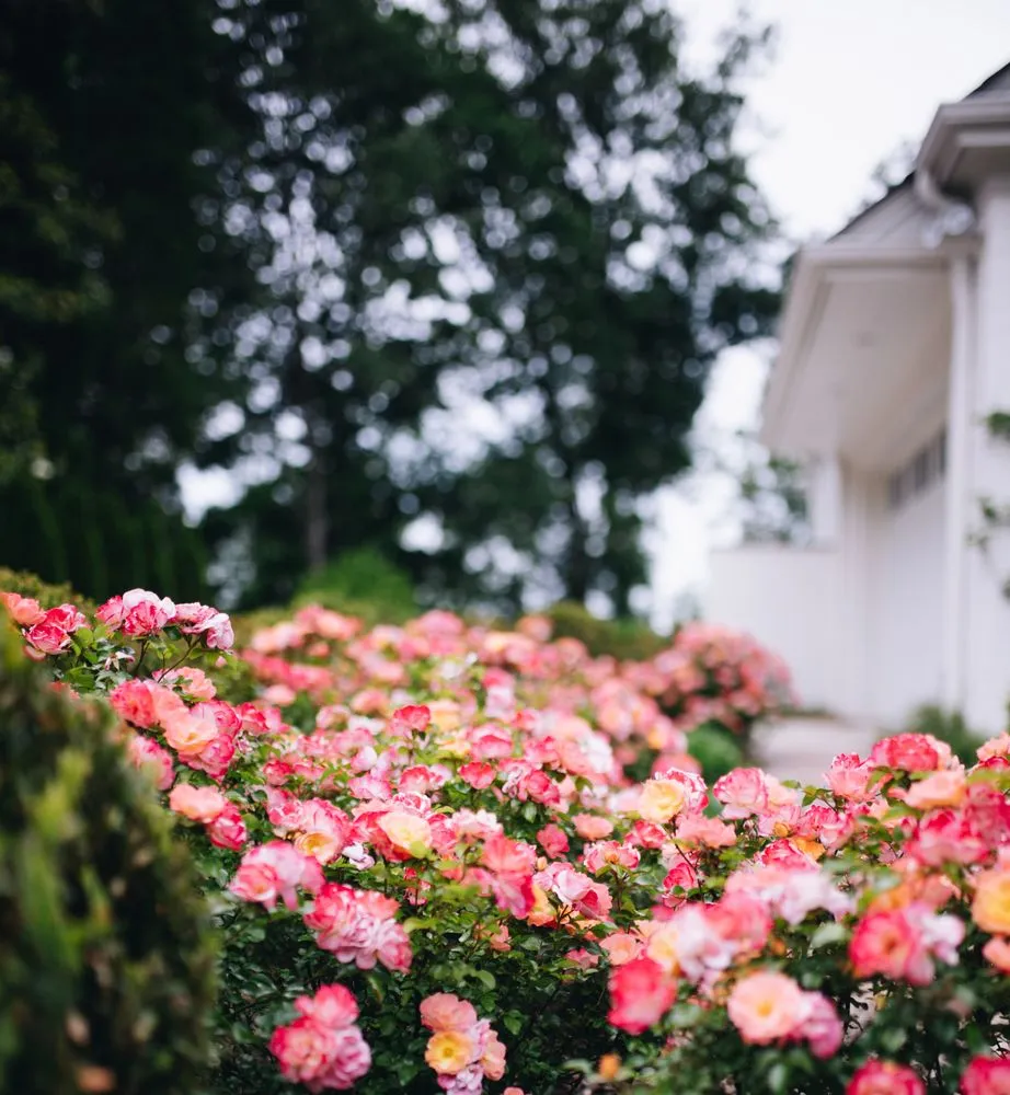 Professional lawn mowing service for year-round maintenance in Birmingham, AL by Blackjack Horticulture