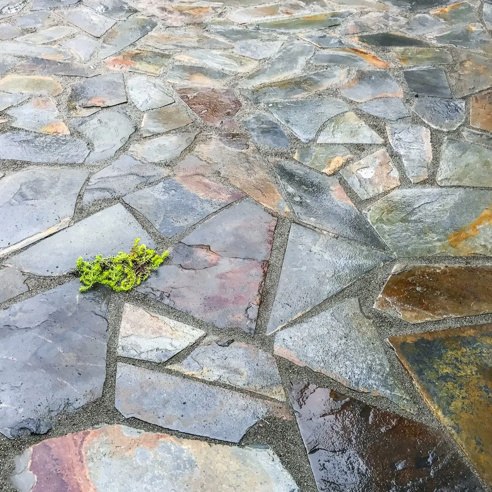 Custom lawn mowing service experts serving Port Orchard, WA - Blacklotus Landscaping