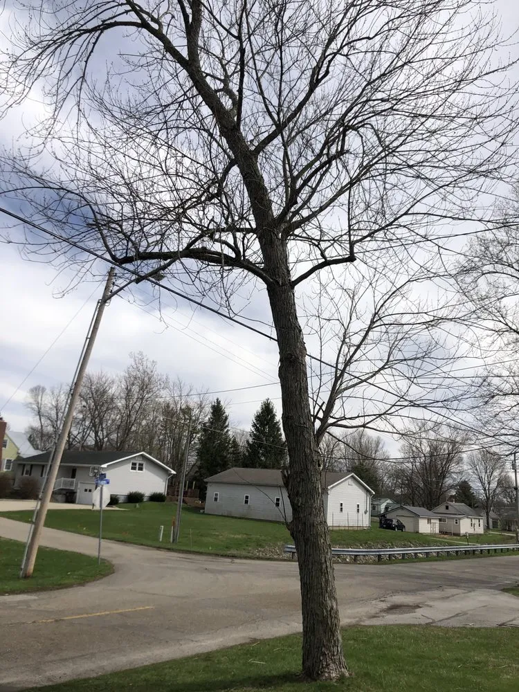 Custom lawn mowing service experts serving Wabash, IN - Blacks tree trimming, line clearance & Landscaping