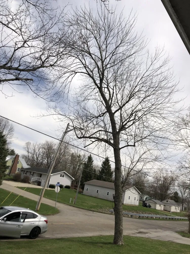 Trusted yard cleanup service in Wabash, IN - Blacks tree trimming, line clearance & Landscaping