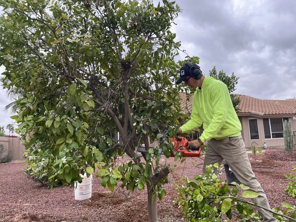 Custom lawn mowing service for homes across Surprise, AZ - BlackSheep Landscapes