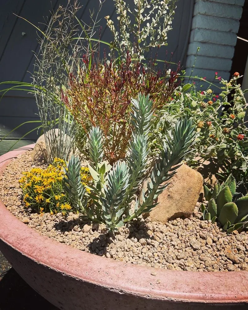 Expert landscape design in Surprise, AZ - BlackSheep Landscapes