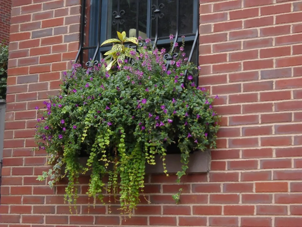 Top-rated landscaping services in Boston, MA by Blackstone Urban Landscapes