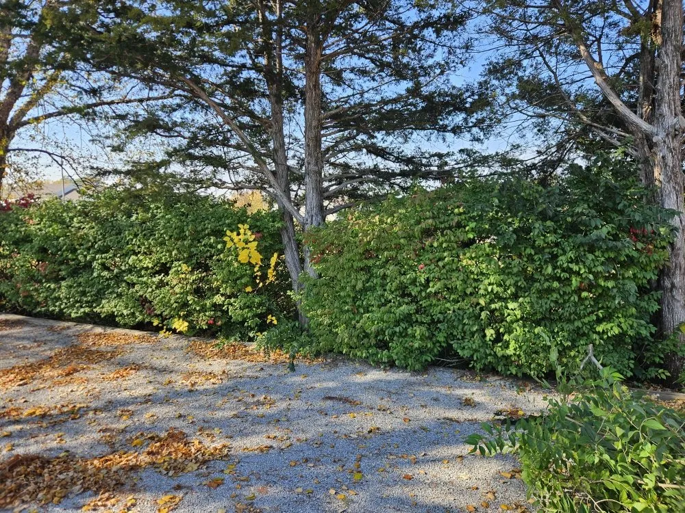 Professional residential landscaping experts serving Vandalia, IL - Blackwell Lawncare