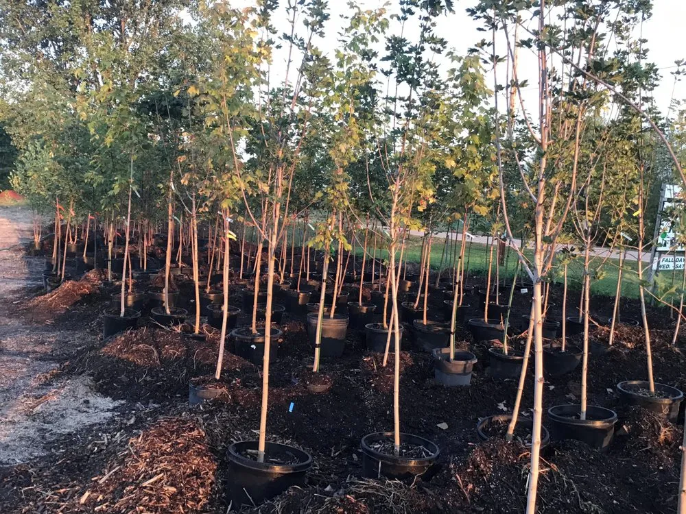 Professional outdoor landscaping for year-round maintenance across Oshkosh, WI - Blackwolf Nursery & Landscaping