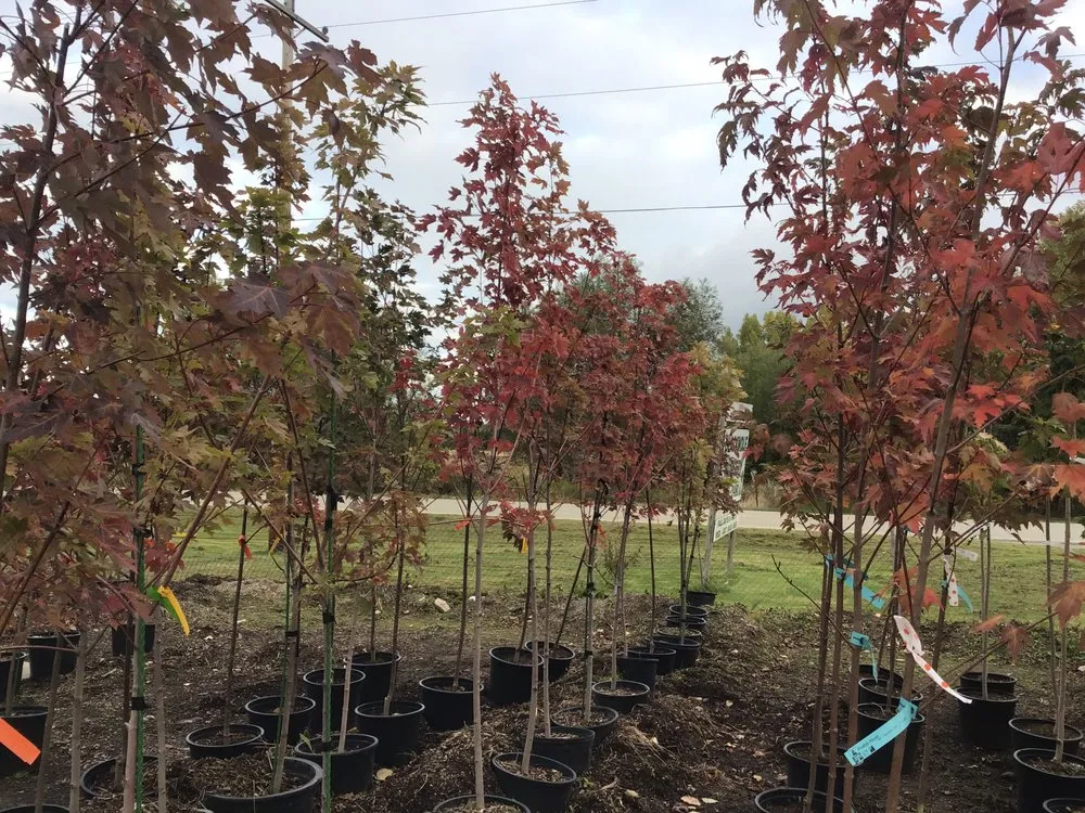 Expert lawn mowing service for outdoor upgrades across Oshkosh, WI - Blackwolf Nursery & Landscaping