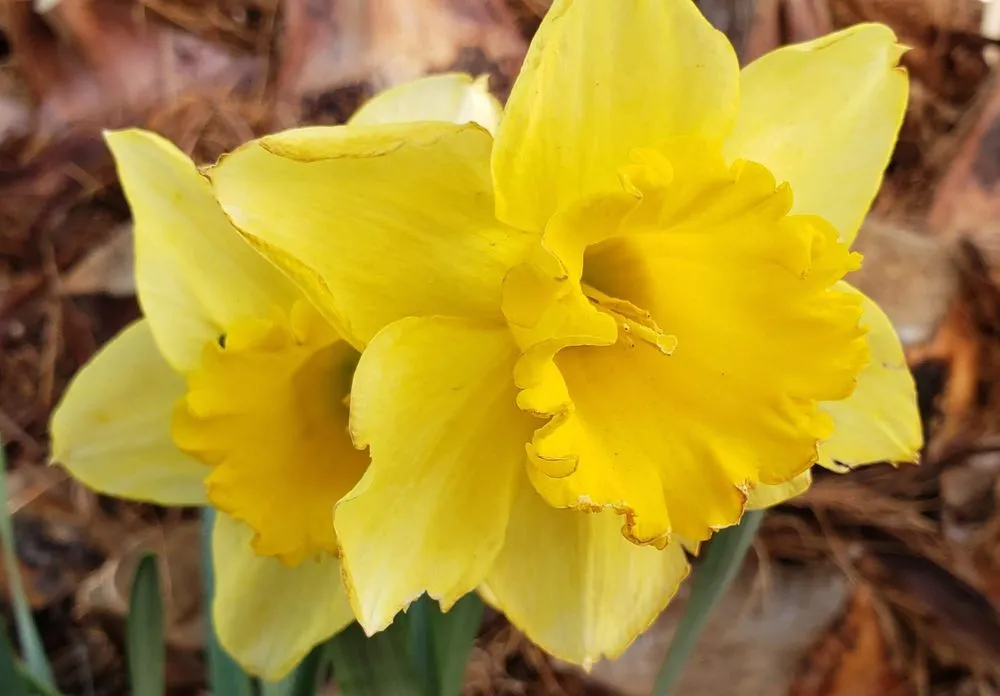 Trusted garden landscaping in Victorville, CA by Blackwood's Landscape Maintenance