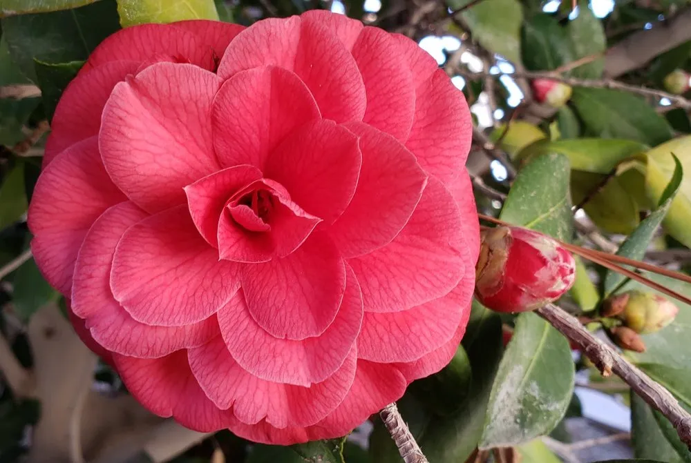 Top-rated yard maintenance for year-round maintenance in Victorville, CA by Blackwood's Landscape Maintenance