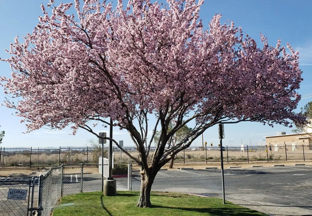 Top-rated garden landscaping for homes in Victorville, CA by Blackwood's Landscape Maintenance