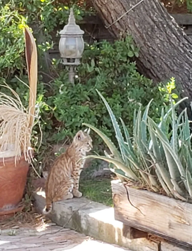 Custom yard cleanup service in Victorville, CA - Blackwood's Landscape Maintenance