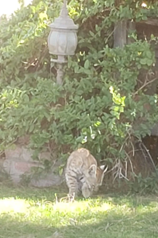 Affordable outdoor landscaping for outdoor upgrades across Victorville, CA - Blackwood's Landscape Maintenance