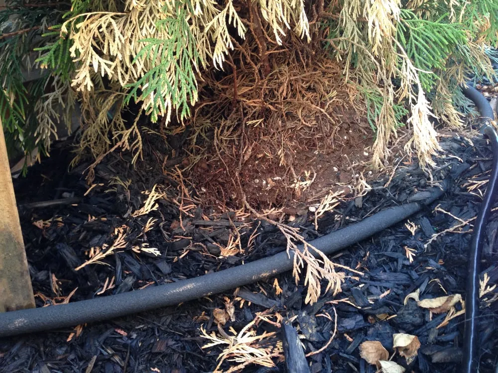 Professional landscaping services for year-round maintenance in Leesburg, VA by Blade Cutters, Inc