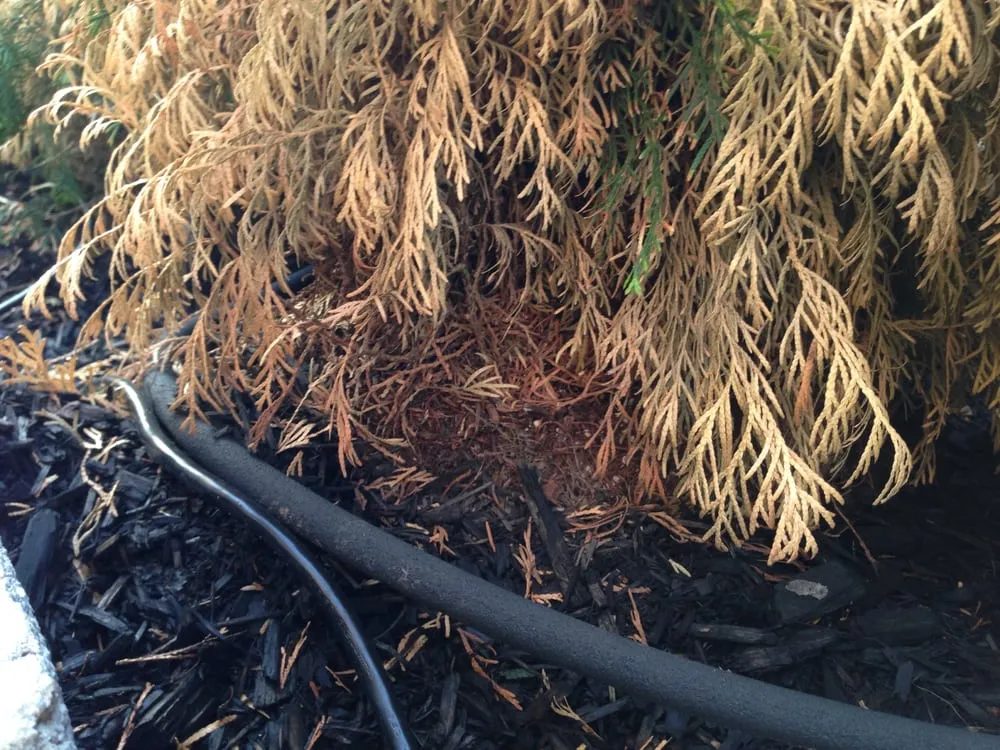 Reliable yard maintenance for beautiful yards across Leesburg, VA - Blade Cutters, Inc