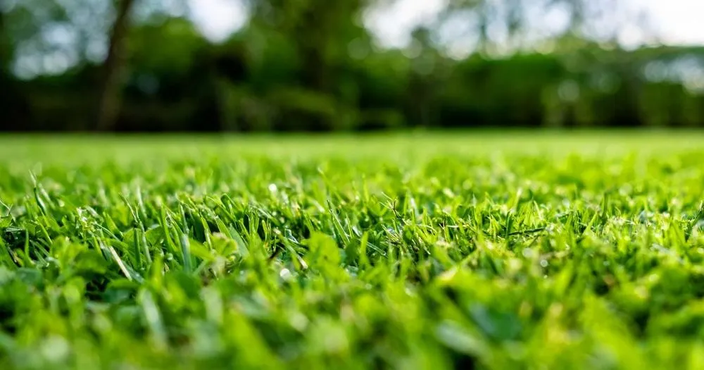 Professional landscaping services in Gibson, LA - Blade Runner