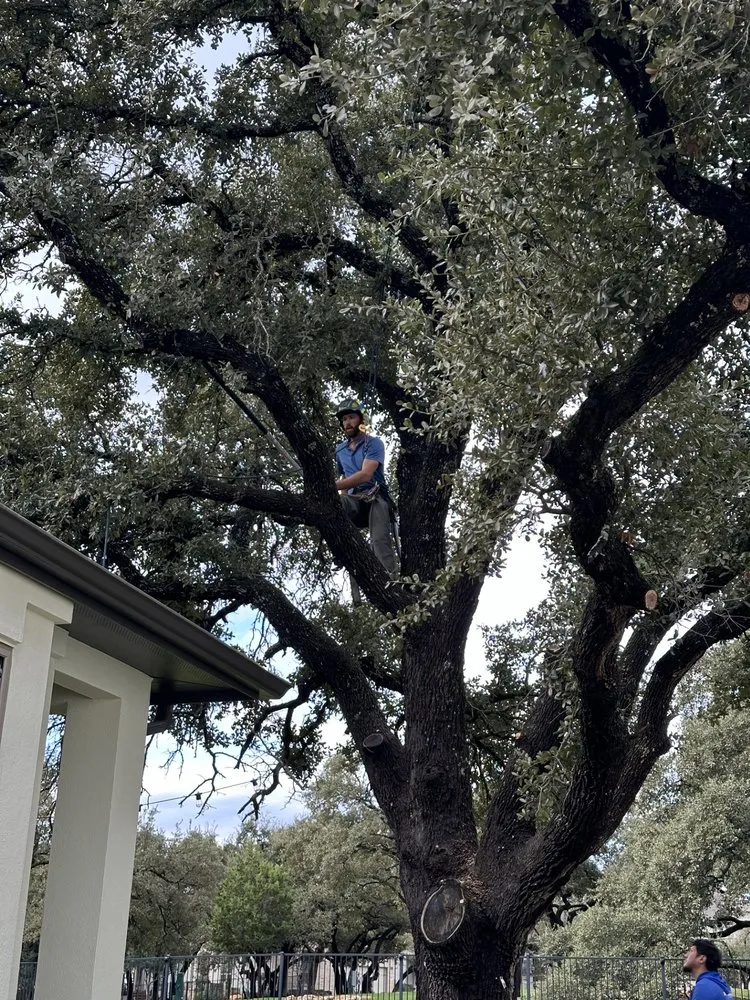 Local yard maintenance for homes in Austin, TX by Blade Runner Landscapes
