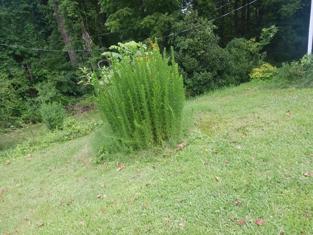 Expert lawn care service in Asheboro, NC - Blade Runner Lawn Care