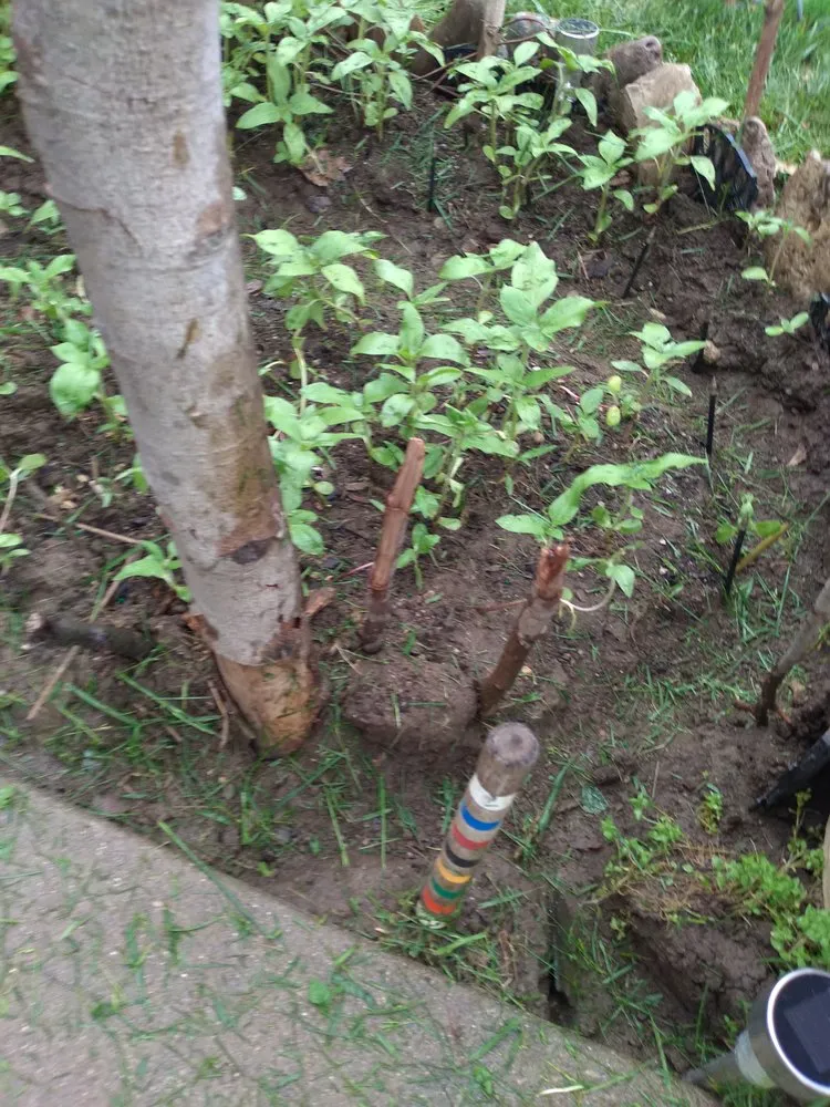 Affordable outdoor landscaping experts serving Dayton, OH - Bladecutters