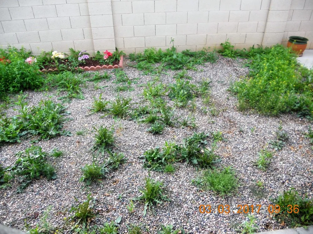 Affordable outdoor landscaping with custom design across Apache Junction, AZ - BLADES Desert Lawn Care & Pool Service