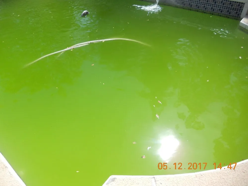 Professional landscape installation for homes across Apache Junction, AZ - BLADES Desert Lawn Care & Pool Service