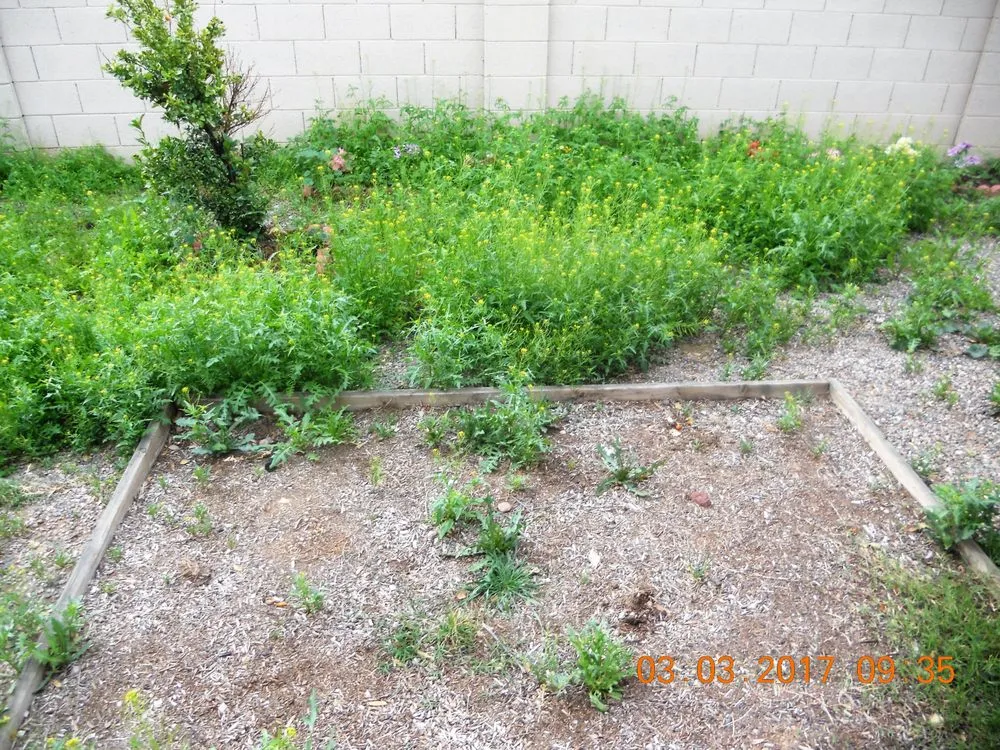 Reliable lawn mowing service in Apache Junction, AZ - BLADES Desert Lawn Care & Pool Service