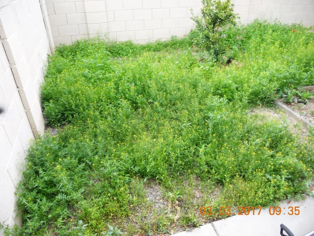 Reliable lawn mowing service near you in Apache Junction, AZ by BLADES Desert Lawn Care & Pool Service