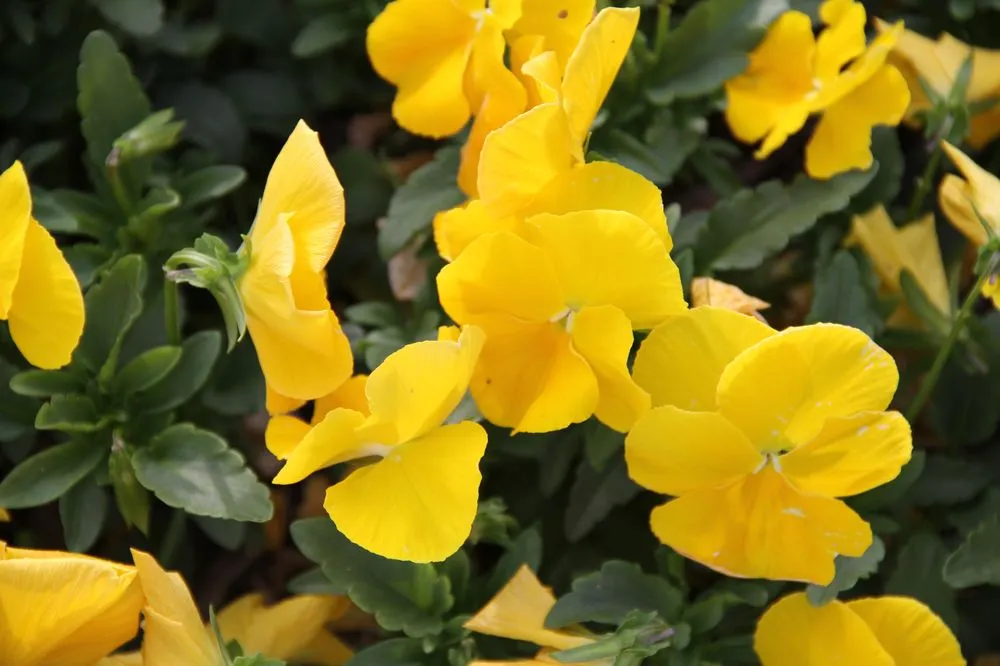 Reliable yard maintenance in Springdale, AR by Blades Landscaping