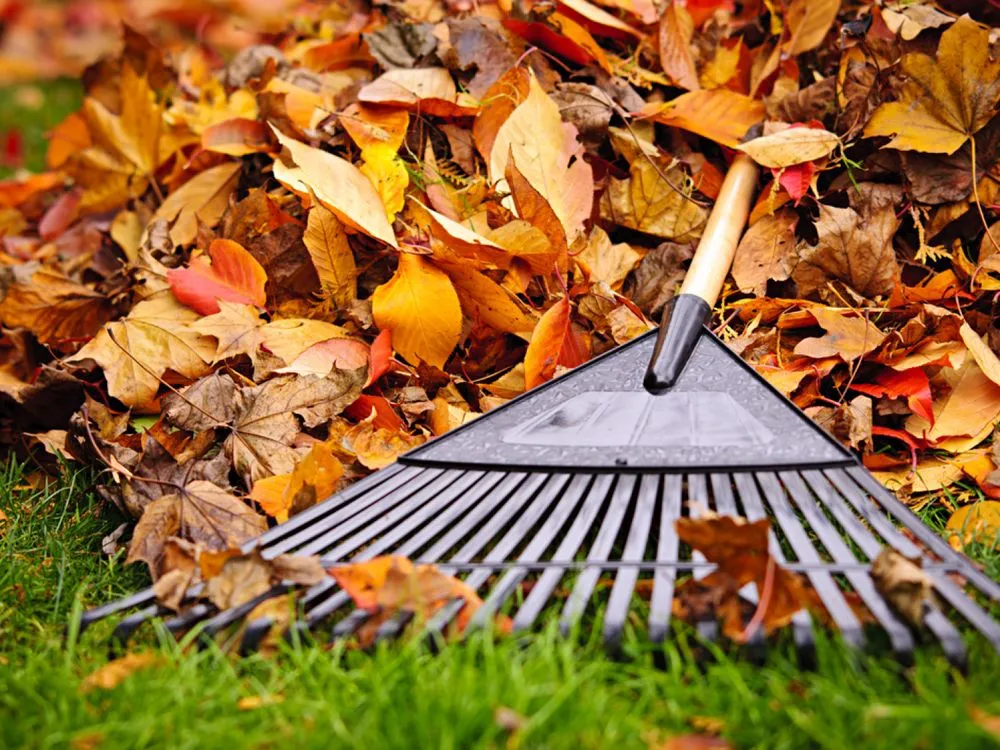 Trusted yard cleanup service in New Braunfels, TX by Blades Lawn Professionals