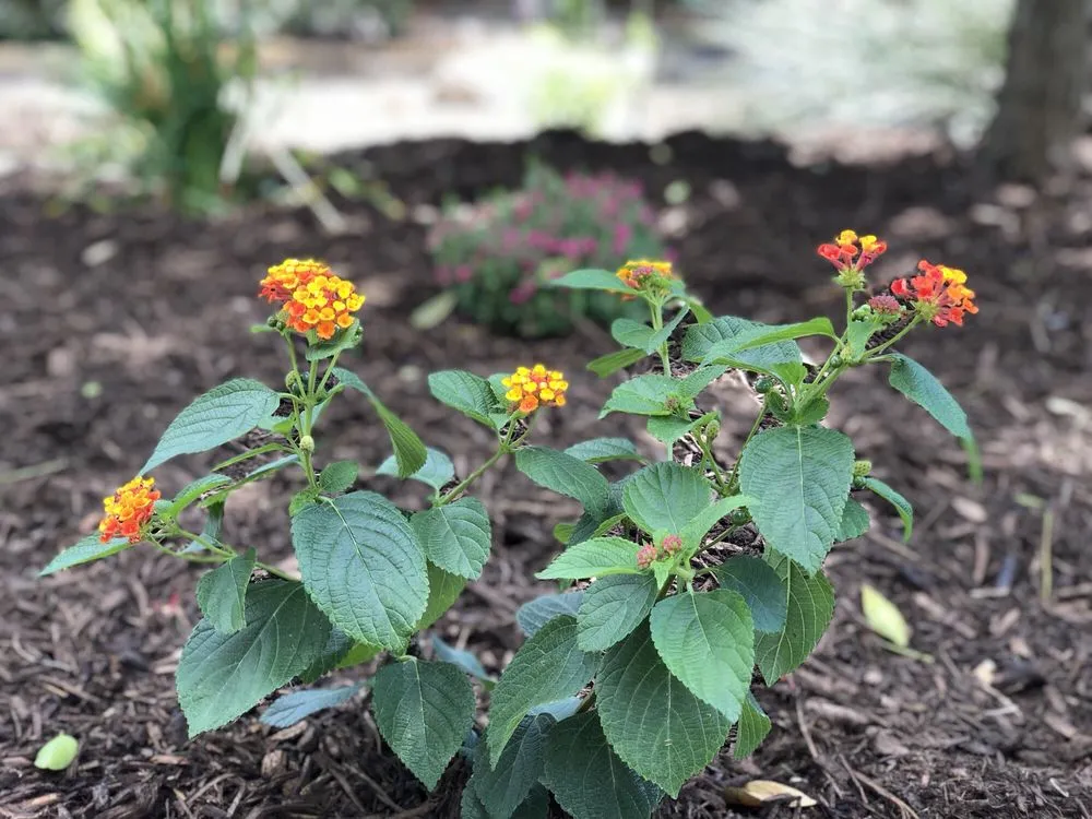 Trusted residential landscaping for residential properties across Boerne, TX - Blades of Glory Landscaping