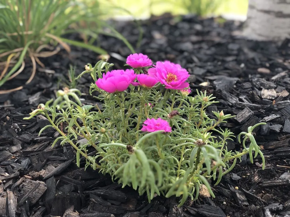 Top-rated yard maintenance in Boerne, TX - Blades of Glory Landscaping