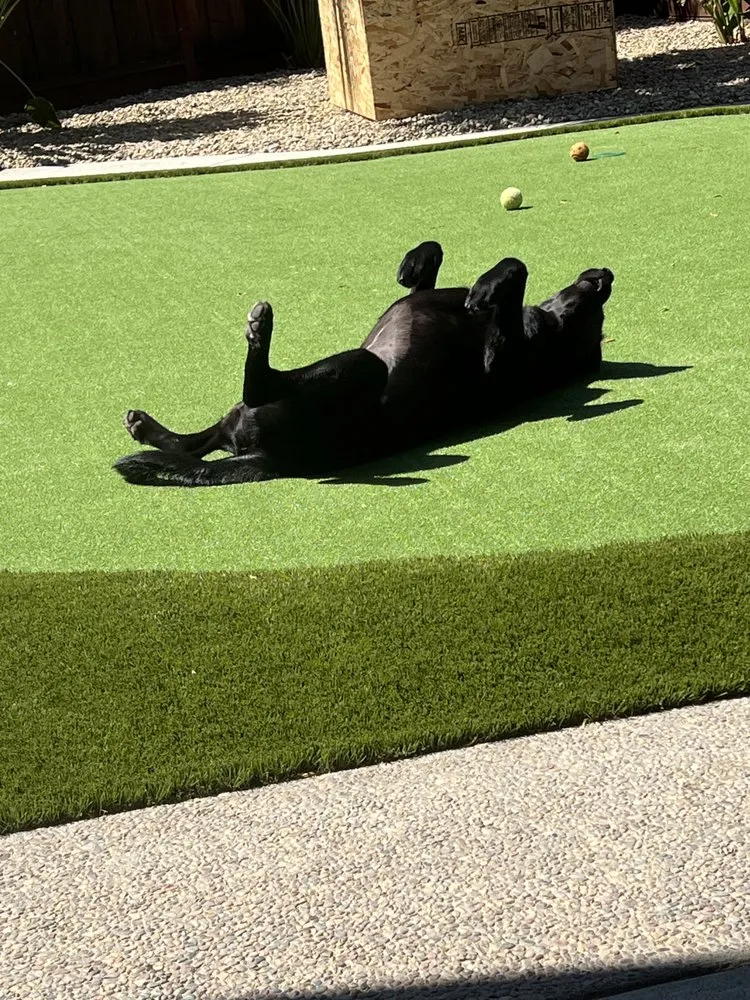 Expert lawn care service for outdoor upgrades across Walnut Creek, CA - Blades of Glory Synthetic Lawns & Putting Greens