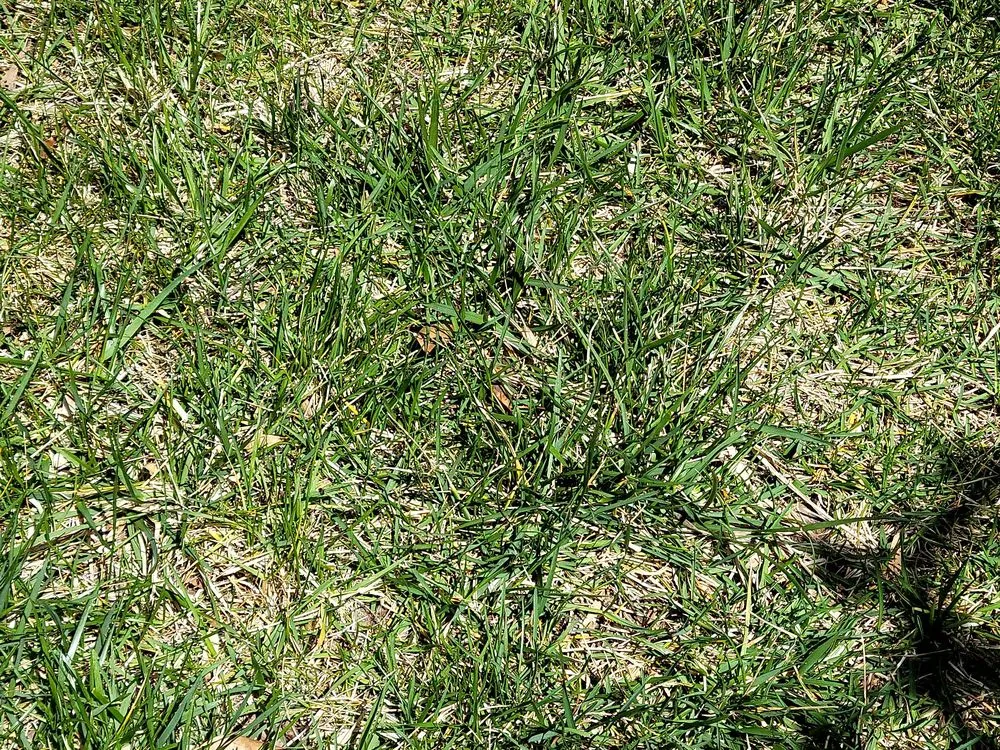 Expert yard cleanup service for beautiful yards across Edgewater, MD - Blades of Green