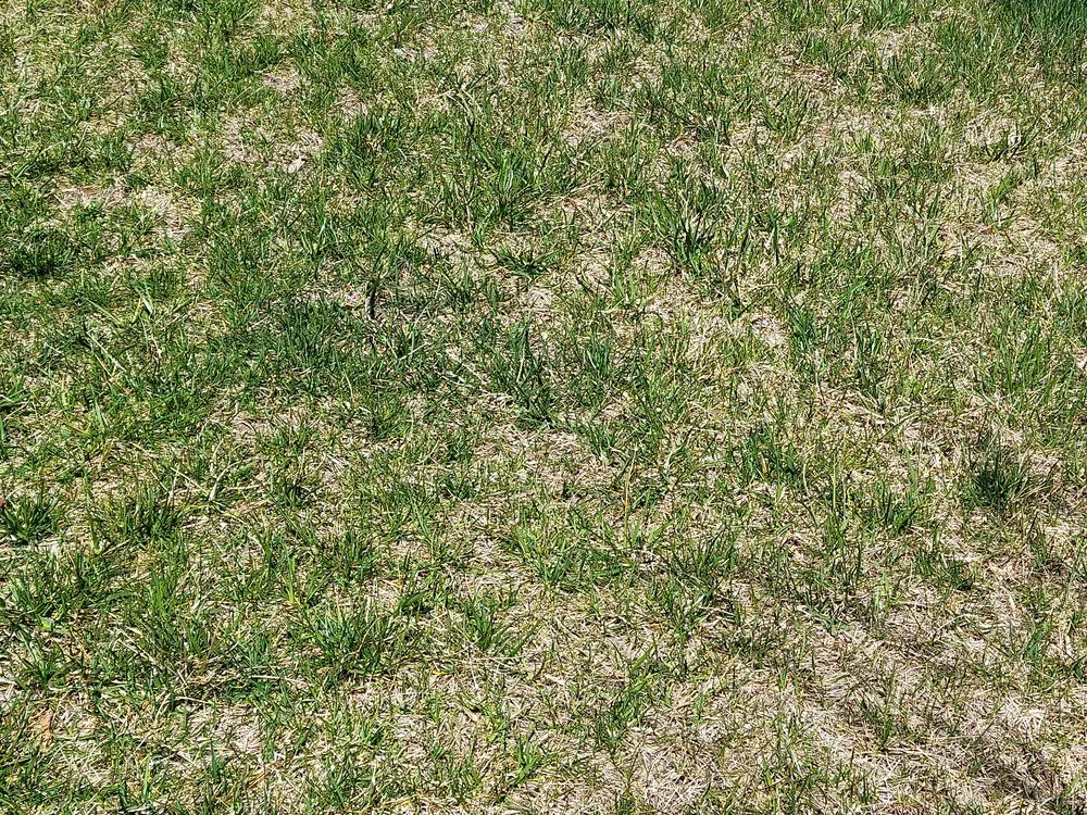 Top-rated yard cleanup service in Edgewater, MD by Blades of Green