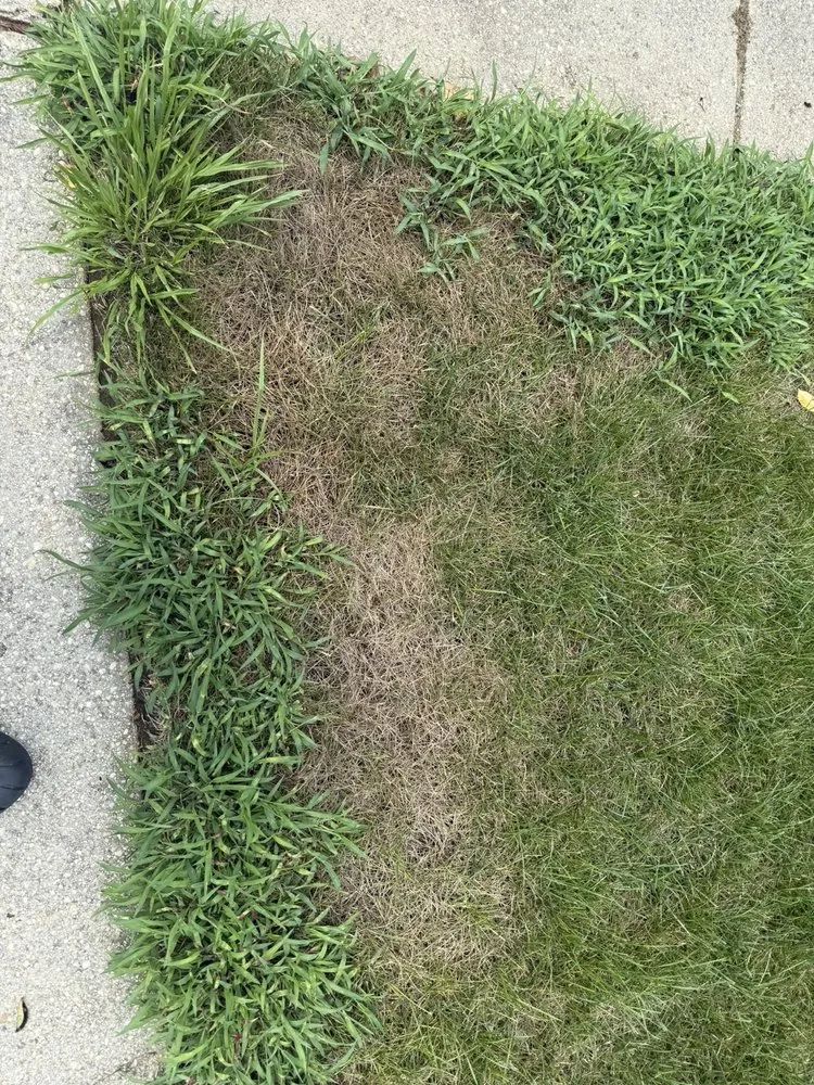 Trusted lawn mowing service in Springfield, VA - Blades of Green