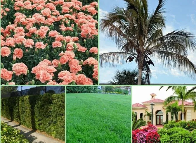 Local lawn care service in Tampa, FL - Blades of Green Tree Services and Landscaping