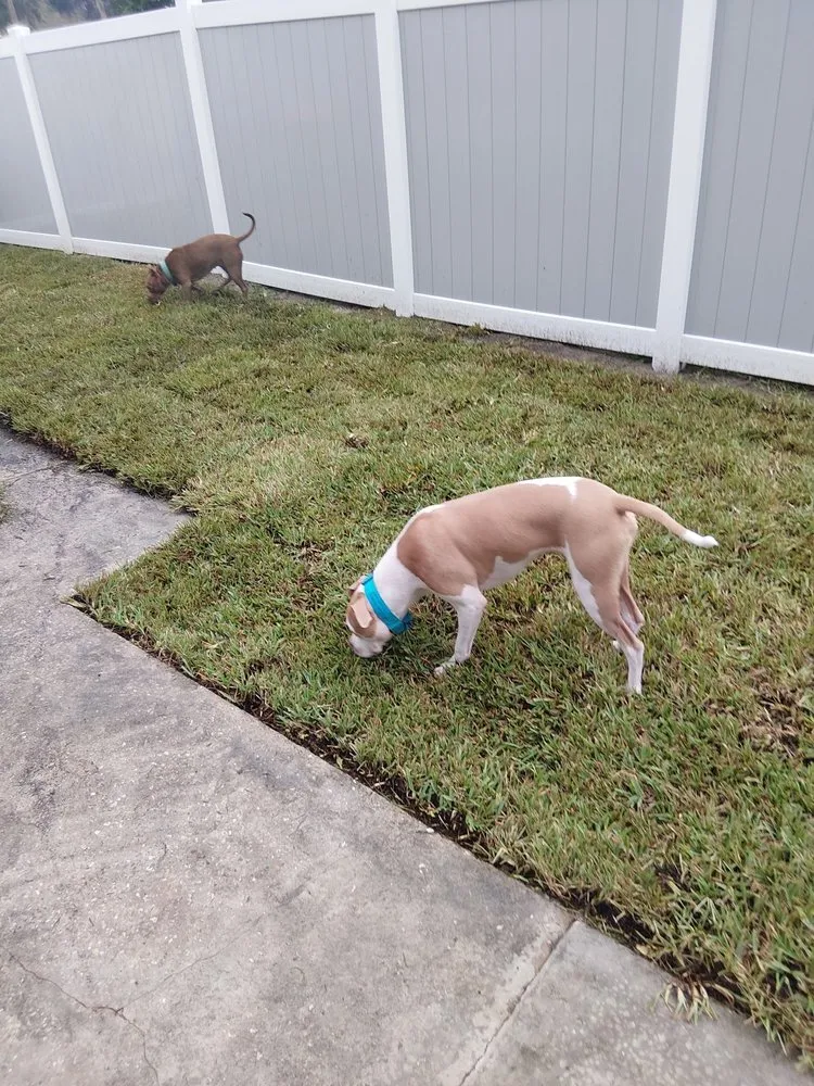 Top-rated garden landscaping experts serving Vero Beach, FL - Blades to Branches