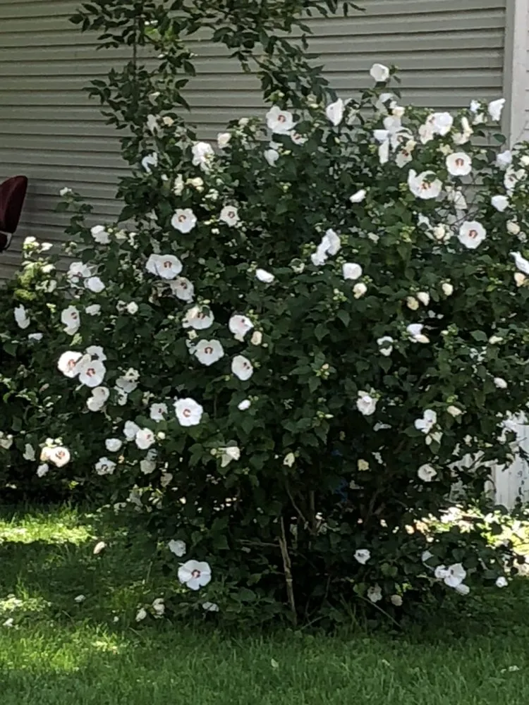 Professional landscape design for outdoor upgrades in North Liberty, IA by Bladz Lawn Service