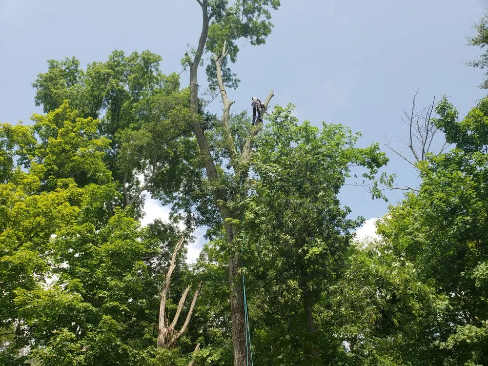 Professional lawn care service for beautiful yards across North Royalton, OH - Blaha's Landscaping & Tree Service