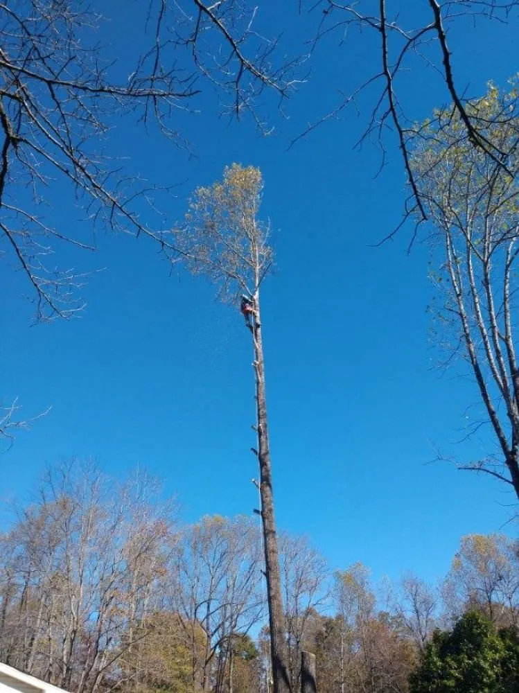 Expert lawn care service experts serving Rocky Mount, VA - Blaine's Lawn & Tree