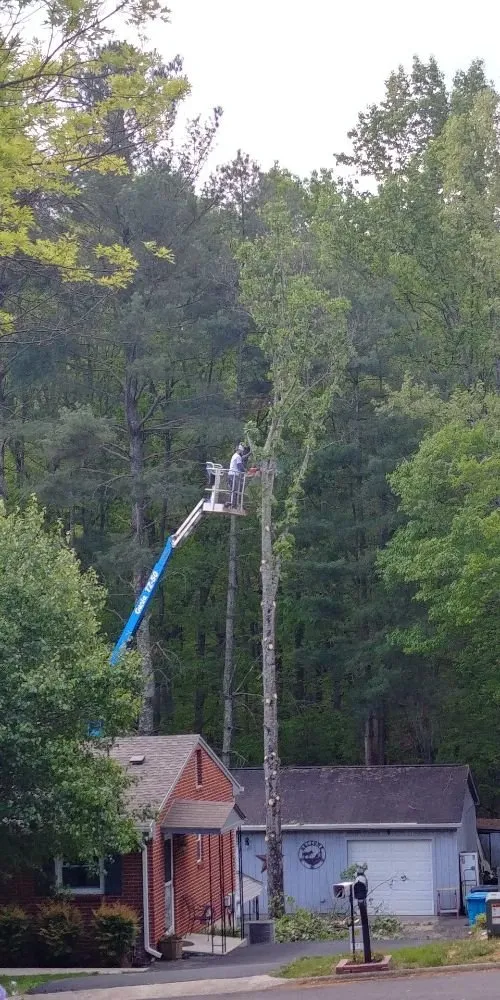 Professional yard cleanup service experts serving Rocky Mount, VA - Blaine's Lawn & Tree
