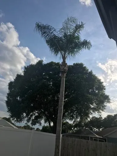 Trusted lawn care service in Gibsonton, FL by Blaisdell's Removal